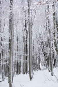 德国巴伐利亚寒冷的冬天，树干和树枝被雪覆盖