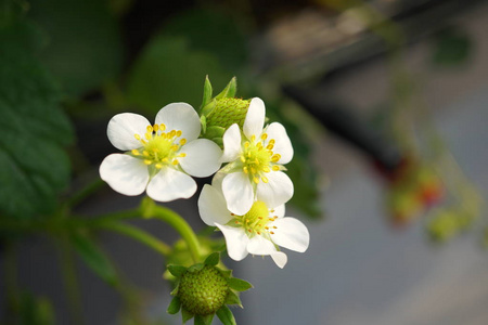 胭脂花图片 胭脂花素材 胭脂花插画 摄图新视界 胭脂花图片 胭脂花素材 胭脂花插画 摄图新视界