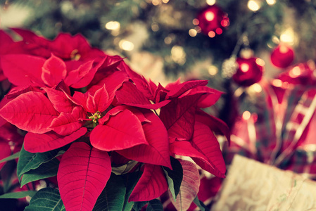 美丽的红色一品红百香圣诞明星花。 节日红色和金色节日背景与圣诞装饰品和礼物。 老式过滤效果。