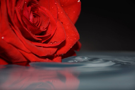 美丽的红玫瑰和水滴与水滴孤立在白色玫瑰花蕾美丽的红玫瑰和水滴带