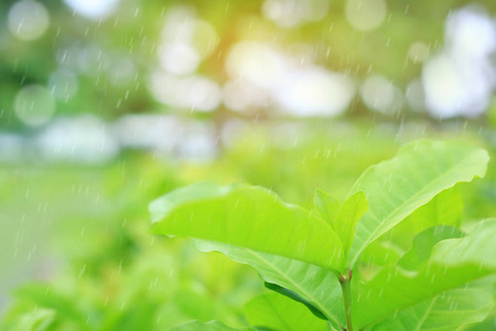 清新下雨背景图片