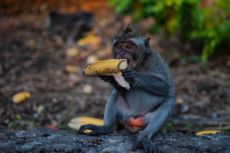 一只小猕猴吃香蕉。可爱的猴子