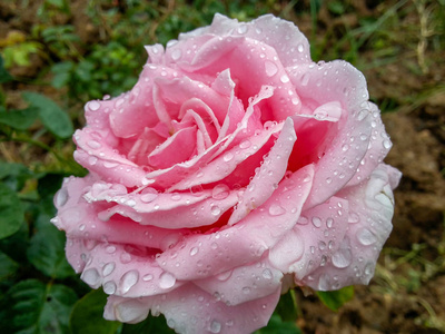 粉红色的玫瑰在雨中湿透了