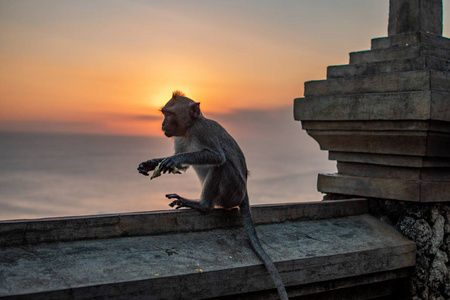 日出时的猴子。巴厘岛南部的乌卢瓦图寺的日落。野生动物