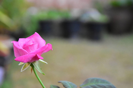 美丽盛开的粉红色玫瑰花，背景模糊
