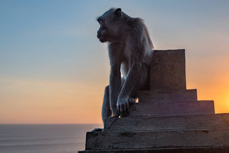 日出时的猴子。巴厘岛南部的乌卢瓦图寺的日落。野生动物