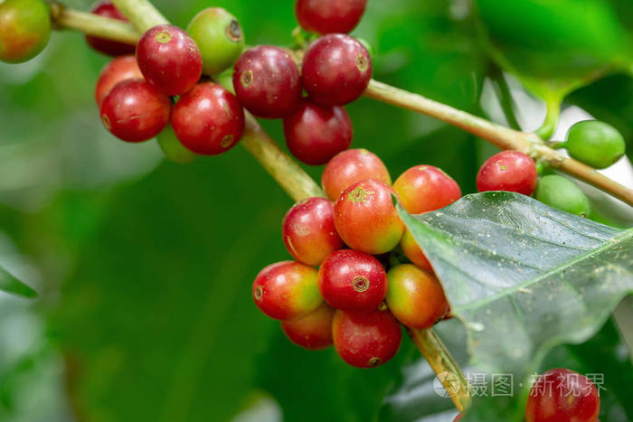 泰国北部树上成熟的新鲜阿拉伯咖啡豆。