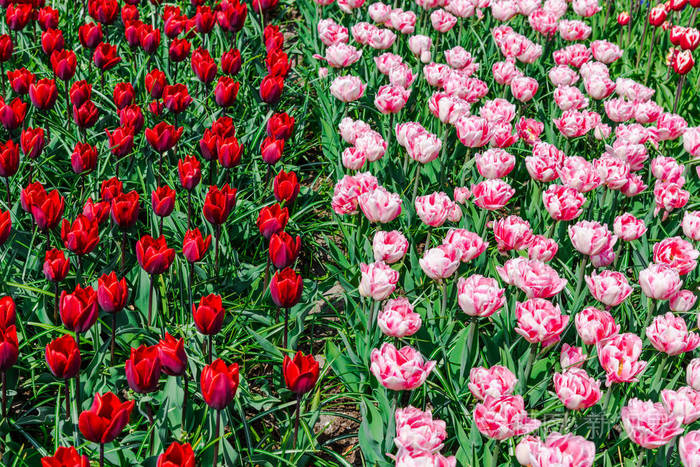 接近令人惊叹的彩色盛开的花朵