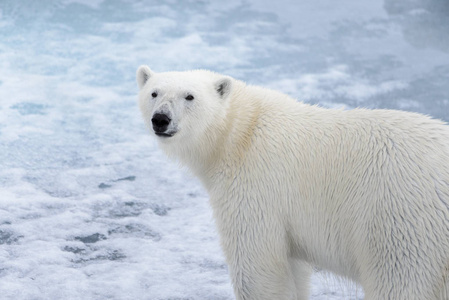 s Ursus maritimus head close up