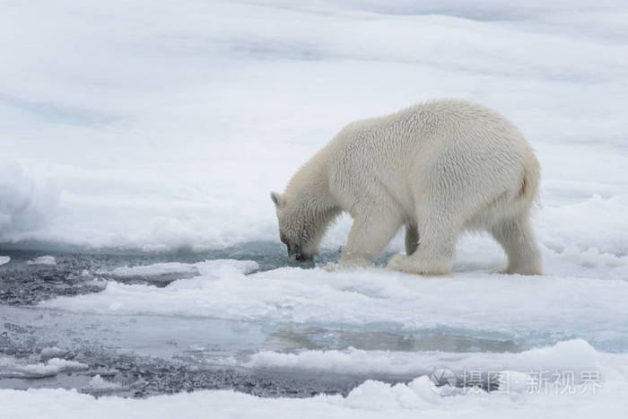 北极熊在北极海的冰堆上寻找水
