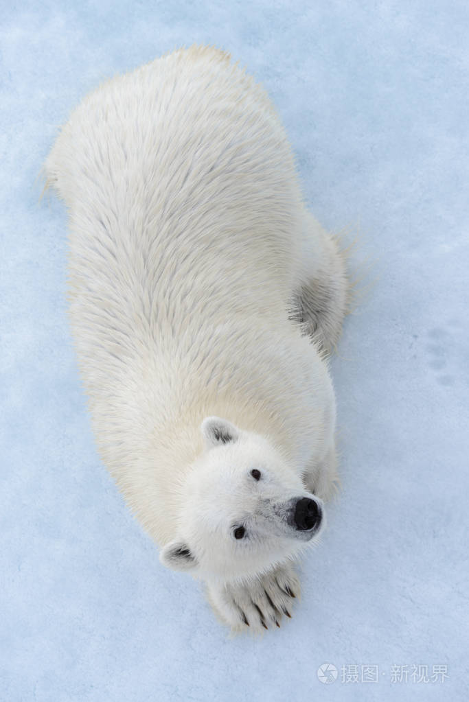 北极圈冰天雪地上的野生北极熊从高空俯瞰