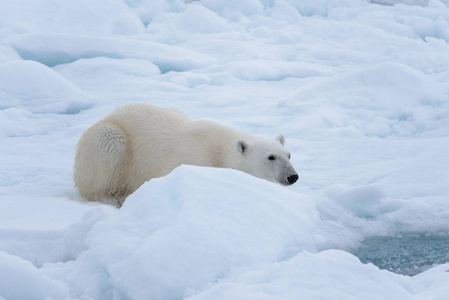 躺在冰堆里的野生北极熊