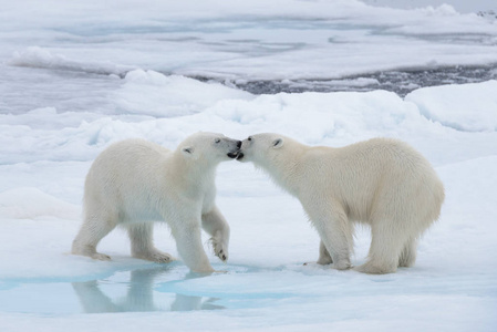 两只年轻的野生北极熊在北冰洋的冰堆上玩耍