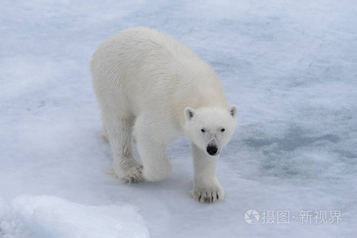 在斯皮茨卑尔根岛斯瓦尔巴以北的冰袋上的北极熊
