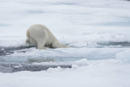 北极熊在北冰洋的冰堆上涉水而过