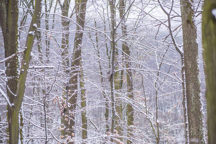 白雪覆盖了白树和树枝