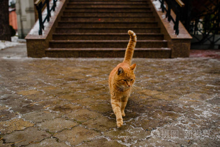 棕色的猫在雪地的街道上行走