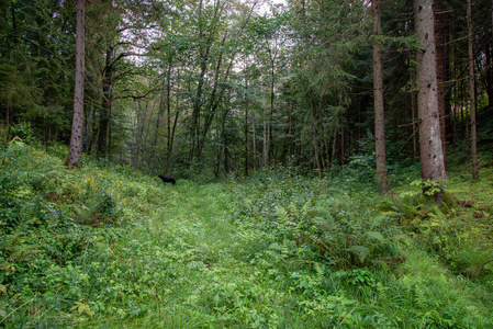 有绿色植被和树木的夏季森林景观