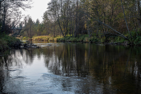 绿林中平静的河流景观图片