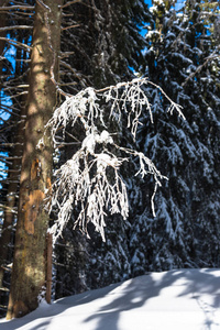 白雪覆盖了白树和树枝