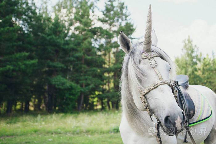 独角兽脸特写头上有角的马被拴在缰绳下面