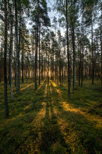 阳光透过夏日森林的树干照耀图片
