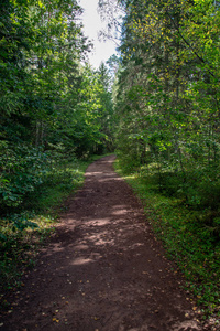 夏日绿叶的森林观光步道图片