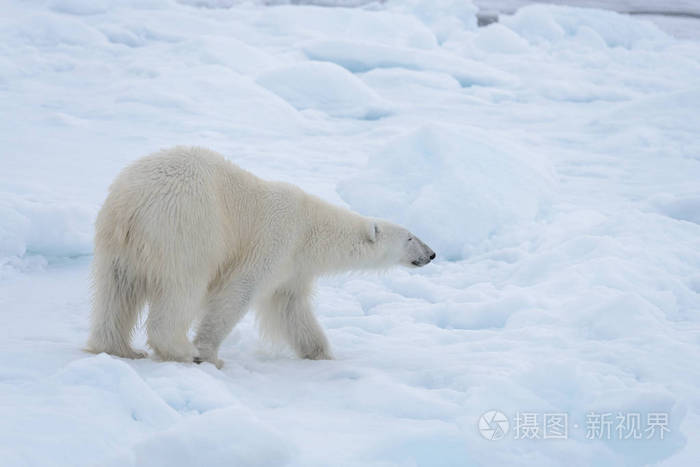 北极海冰上的野生北极熊