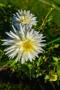 阳光下盛开的白色花朵的近景