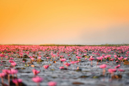 泰国UdonTani红色或粉红色田野河与粉红色睡莲莲田在地表水湖景观粉红色自然晨雾，红莲，海水百合，地标，泰国Udonthan