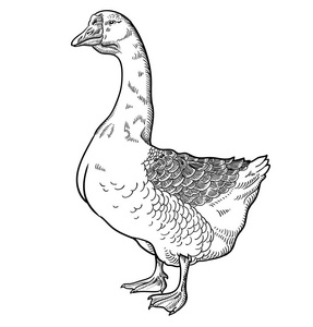 剪纸状示意图白鹅鹅手画矢状示意图鹅孤立在白色背景上照片