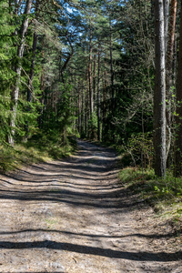 夏季森林中绿色树叶的旅游步道