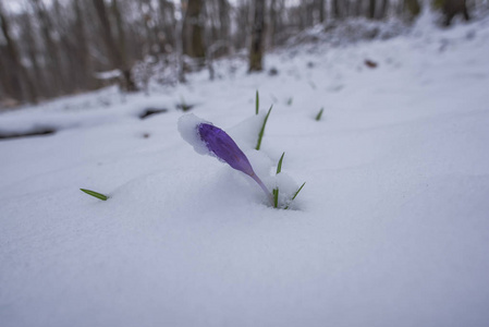 早春生长在积雪覆盖的森林地板上的野生番红花