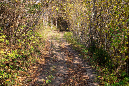 秋天森林里的游客步行小径
