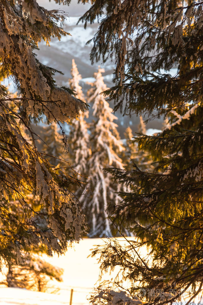 白雪覆盖了白树和树枝