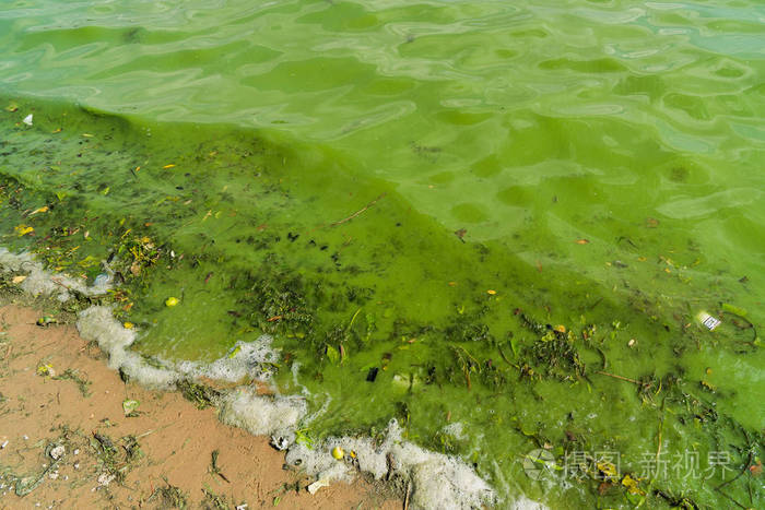 绿色水-环境污染.照片-正版商用图片163tq0-摄图新视界