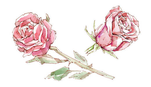 红玫瑰。水彩插图。隔离在白色背景