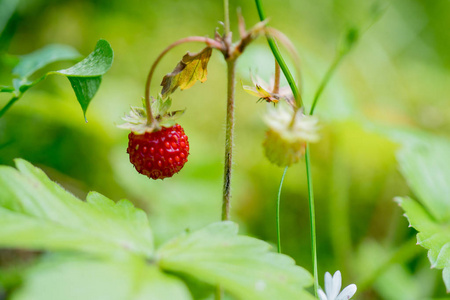 花园里成熟的红色草莓