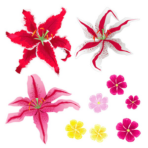 百合花和粉红色花朵的矢量收集图片
