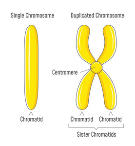 未复制和重复的染色体。姐妹铬