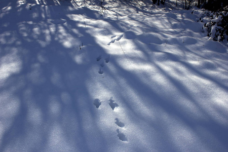 森林里雪地里野生动物的痕迹。 冬天雪林里的脚印。 这些动物在冬天的雪林里留下了痕迹。