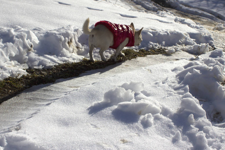 冬天森林里的家狗。 小狗独自在雪地里散步。 在雪地上的白色背景上，一只家狗散步。