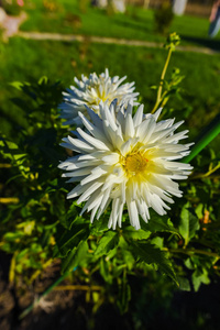 阳光下盛开的白色花朵的近景