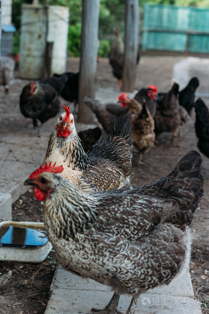 村里的鸡在跑,然后喂食. 男人用手喂一只带红色梳子的黑鸡. 农业