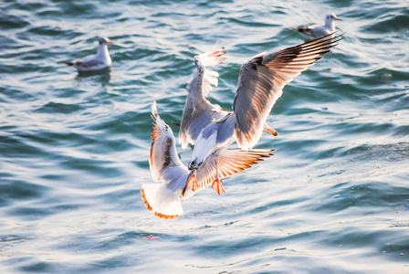 海鸥在博斯普鲁斯海岸附近捕鱼