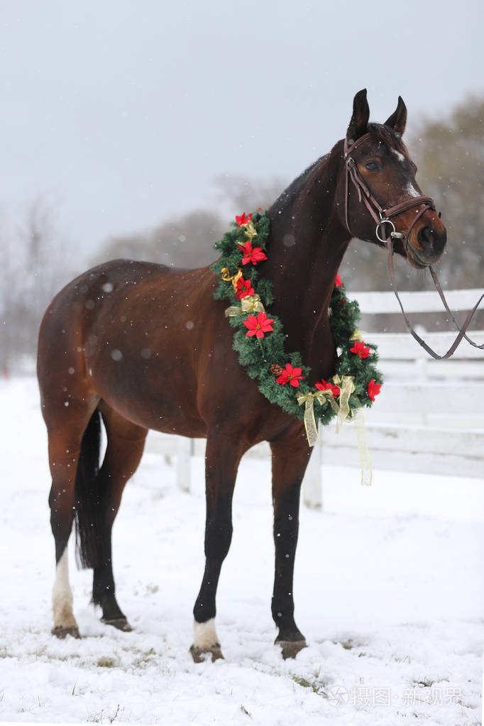 一匹纯种马穿着漂亮的圣诞花环装饰飘落的雪