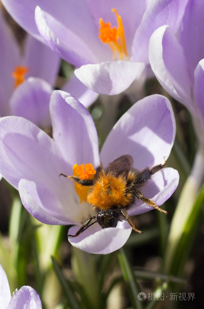 紫罗兰开花的番红花近景