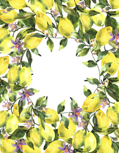 水彩画竖框，有新鲜柑橘水果柠檬绿叶和花的枝条，在白色背景上分离出来