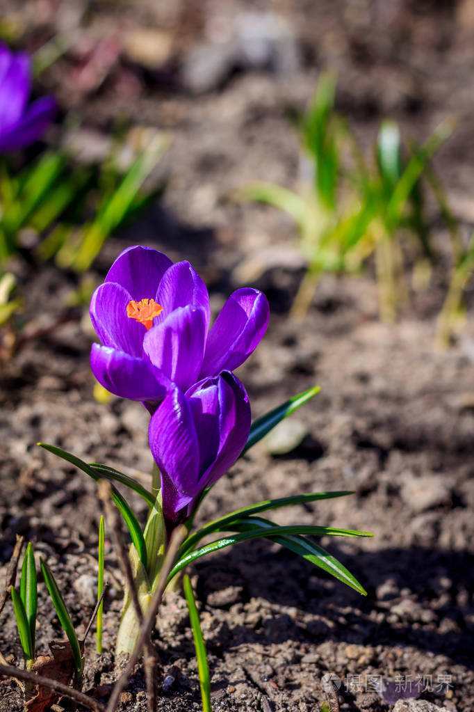 紫罗兰开花的番红花近景