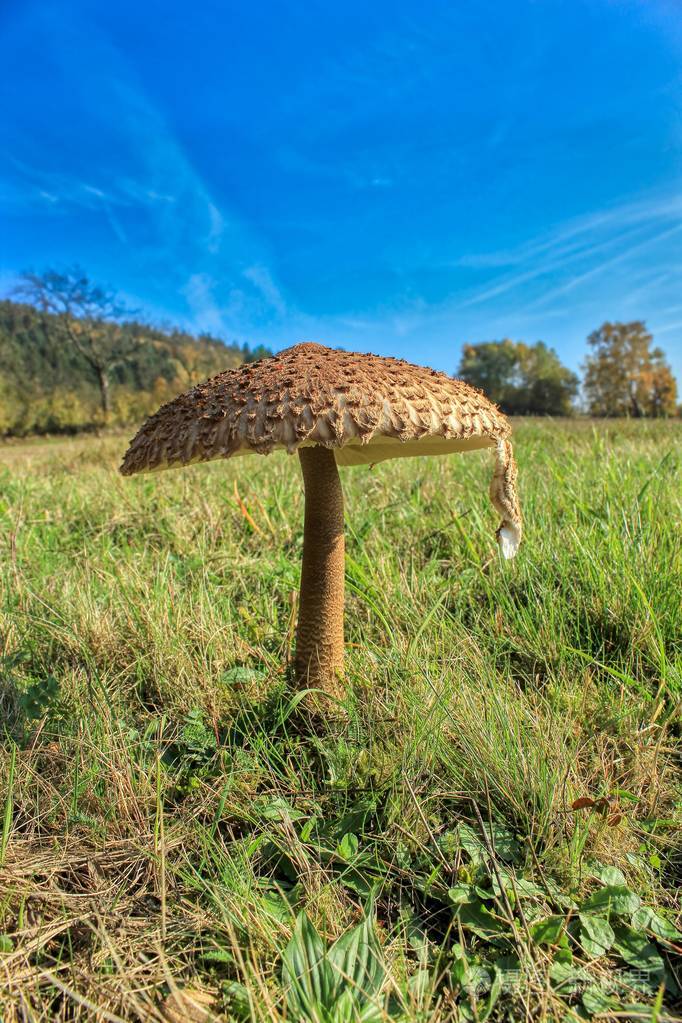 香酚大叶藻可食用蘑菇